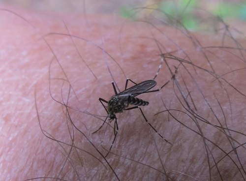 Western Treehole Mosquito photo 5