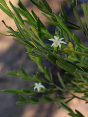 Olax stricta
