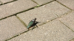 Microstylum oberthurii