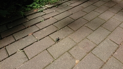 Microstylum oberthurii