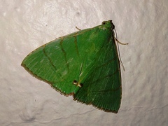 Eulepidotis viridissima