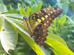 Graphium agamemnon