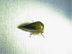 Stictopelta marmorata