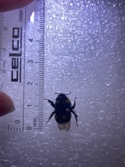 Bombus terrestris audax