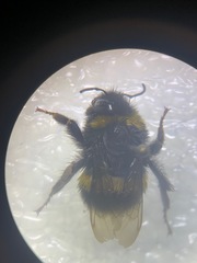 Bombus terrestris audax