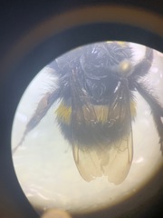 Bombus terrestris audax