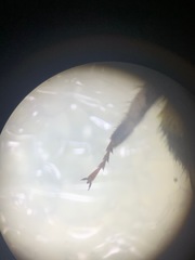 Bombus terrestris audax