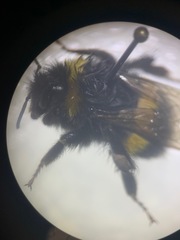 Bombus terrestris audax