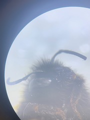 Bombus terrestris audax