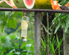 Chalybura buffonii