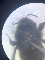 Bombus terrestris audax
