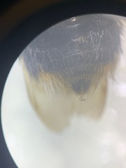 Bombus terrestris audax