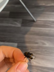 Bombus terrestris audax