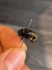 Bombus terrestris audax