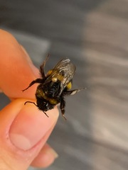 Bombus terrestris audax