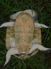 Chelodina expansa