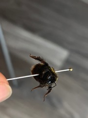 Bombus terrestris audax