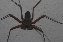 Paraphrynus raptator