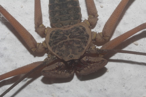 Dusky-handed Tailless Whip Scorpion