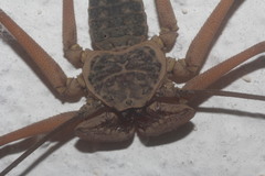 Paraphrynus raptator