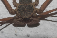 Paraphrynus raptator