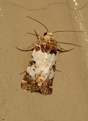 Pseudacontia crustaria