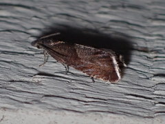 Dichrorampha acuminatana