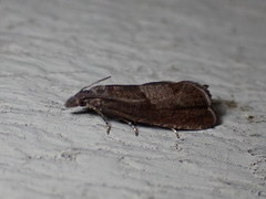 Dichrorampha acuminatana