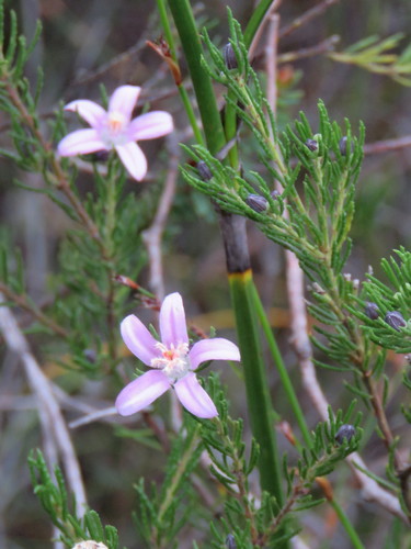 Philotheca reichenbachii Sieber ex Spreng.