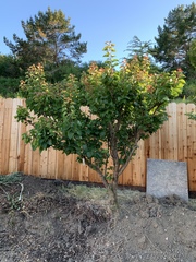 Prunus persica nucipersica