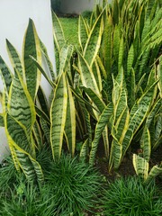 Sansevieria trifasciata