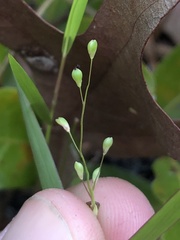 Dichanthelium patentifolium