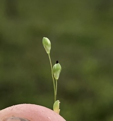 Dichanthelium patentifolium