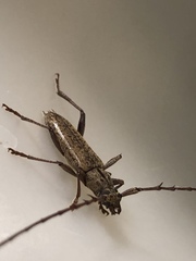 Elaphidion mucronatum