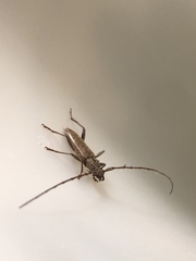 Elaphidion mucronatum