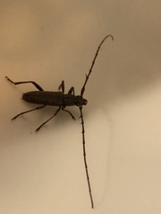 Elaphidion mucronatum