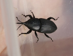 Scyphophorus yuccae