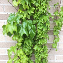 Parthenocissus tricuspidata