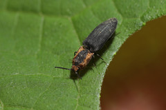 Lacon discoideus