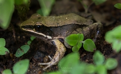 Lithobates sierramadrensis