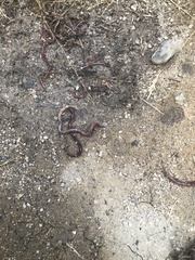 Lumbricus terrestris