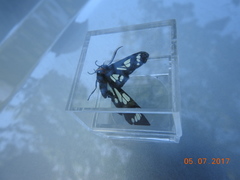 Gnophaela latipennis