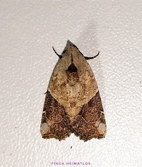 Gonodes liquida