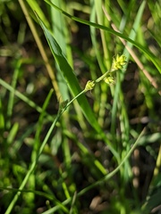 Carex brunnescens