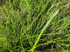 Carex brunnescens