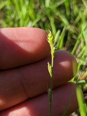 Carex brunnescens