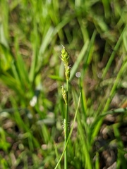 Carex brunnescens