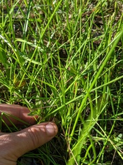Carex brunnescens