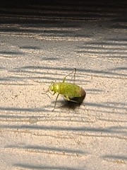 Orthotylus
