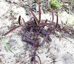 Euphorbia ipecacuanhae